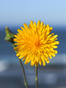 Bright yellow Pilosella caespitosa or Meadow Hawkweed flower, close up. Hieracium or Yellow Crepis is flowering, wild plant, growing in the abandoned grasslands or roadsides.