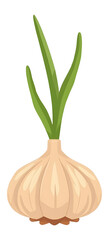 Fresh garlic sprout illustration showing healthy food ingredient vitality