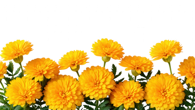 Radiant Marigolds A Floral Border of Golden Blooms Against White Space for Design and Decoration