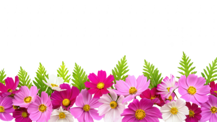 Cosmos Flower Border
