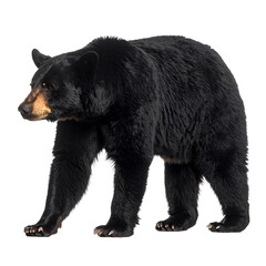 Fototapeta premium A powerful black bear portrait showcasing its imposing presence on transparent background