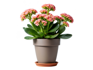Pink Kalanchoe Blossoms