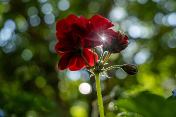 Geraniums