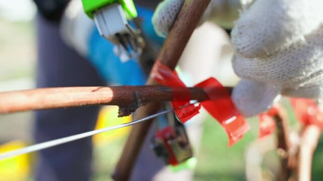 Leafless vineyard tied up with a garden stapler in spring, close-up in slow motion 