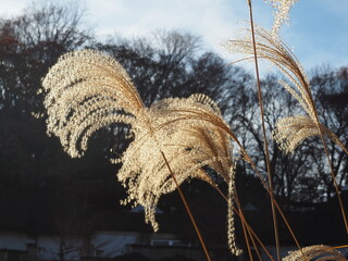 ススキのある風景