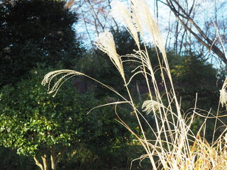ススキのある風景