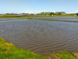 初夏の風のある近郊の田植えの済んだ田んぼ風景