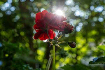 Geraniums