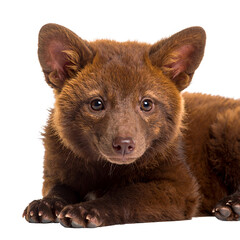 Adorable brown puppy resting peacefully, radiating innocence and warmth on transparent background