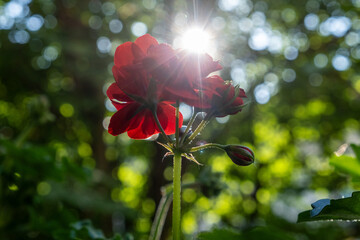 Geraniums