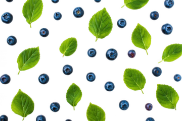 Blueberry Leaf Pattern