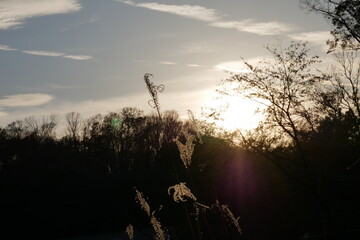 ススキのある風景