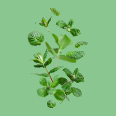 Creative background with mint. Flying green fresh mint, peppermint, lemon balm, melissa leaves...