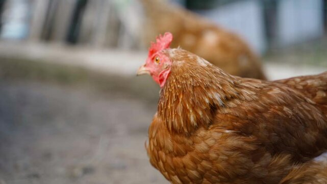 Close-up of a Lohmann brown chicken against a blurred background 