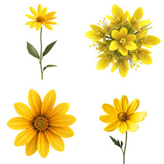 Fototapeta premium Yellow Flowers on Transparent Background.