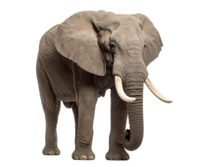 Majestic african elephant posing in studio environment isolated on pure white background on transparent background