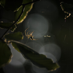 SPIDER - A hunter on a spiders web 

