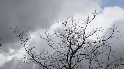 Dry tree blue sky, treetops against blue sky on a sunny day.