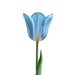 Isolated blue tulip flower on black background spring bloom floral photography on transparent background