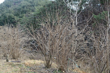Acanthopanax sessiliflorus Plant with Young Shoots and Fruits