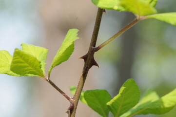 Acanthopanax sessiliflorus Plant with Young Shoots and Fruits