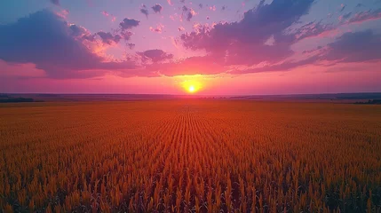 Golden wheat field sunset panorama, agricultural landscape, dramatic sky, aerial view, for nature, travel, and landscape photography