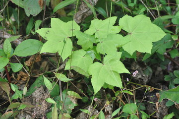 Kalopanax pictus Tree with Leaves and Flower Clusters