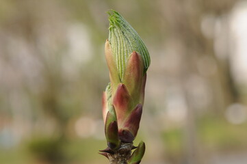 Kalopanax pictus Tree with Leaves and Flower Clusters