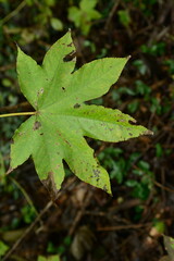 Kalopanax pictus Tree with Leaves and Flower Clusters