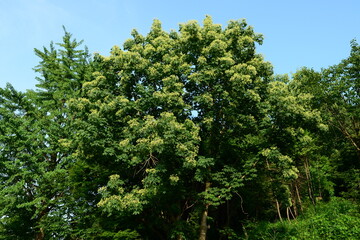 Obraz premium Kalopanax pictus Tree with Leaves and Flower Clusters