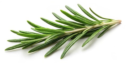 Fototapeta premium Aromatic rosemary leaf on a neutral white background with subtle texture , alpha background, green