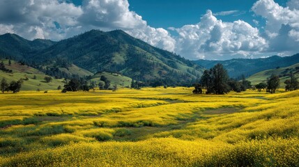 Wide summer field of yellow flowers stretching to distant mountains under blue sky with white clouds perfect for nature tourism, rural scenery visuals and seasonal outdoor backgrounds