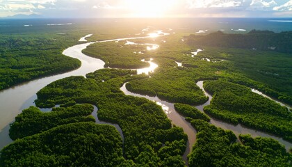 Aerial view captures the sunlit winding river flowing through the lush green rainforest and expansive landscape in a serene natural setting at golden hour.