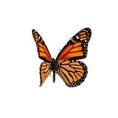Monarch butterfly isolated on black background