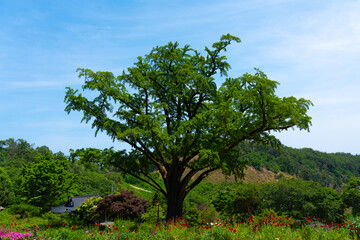 big green tree under blue sky