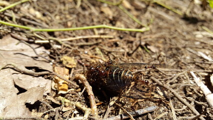 Cicadae died surrounded by ants. Insect T auletes, neotibicen tibicen, megatibicen auletes, dog day cicadas, cicadas, giant cicada.
