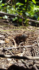Insect T auletes, neotibicen tibicen, megatibicen auletes, dog day cicadas, cicadas, cicadae, giant cicada. Shot in a tropical rainforest.