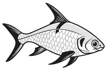 Detailed illustration of a bala shark fish on white