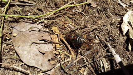 Insect T auletes, neotibicen tibicen, megatibicen auletes, dog day cicadas, cicadas, giant cicada....