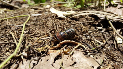 Insect T auletes, neotibicen tibicen, megatibicen auletes, dog day cicadas, cicadas, cicadae, giant cicada.