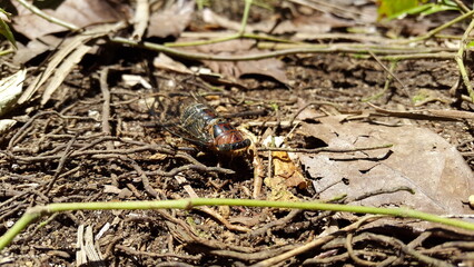 Insect T auletes, neotibicen tibicen, megatibicen auletes, dog day cicadas, cicadas, cicadae, giant cicada.
