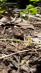 Insect T auletes, neotibicen tibicen, megatibicen auletes, dog day cicadas, cicadas, cicadae, giant cicada. World Environment Day tanggal 5 juni.