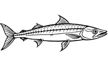 Detailed barracuda fish illustration on white background