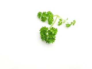 Little pieces of parsley leaves on a white background.