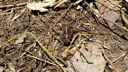 Insect T auletes, neotibicen tibicen, megatibicen auletes, dog day cicadas, cicadas, cicadae, giant cicada. World Nature Conservation Day pada tanggal 28 Juli.