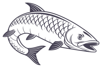 Detailed bichir fish illustration on white background