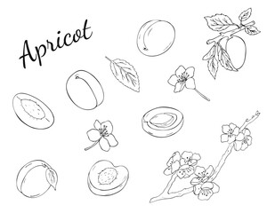 Cute set of apricot illustrations with whole fruits, slices, leaves, and seeds. Hand drawn illustration