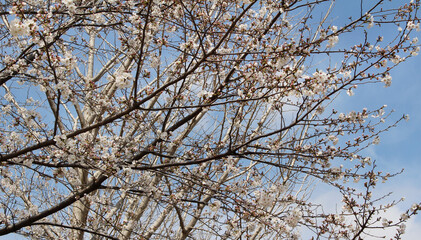 Tree branches of cherry tree with white blossoms and red buds. White tree branches and twigs of leafless tree against the blue sky with clouds in spring background.