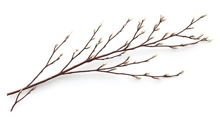 Obraz premium High Detail Digital Illustration of Isolated Willow Twigs on a Pristine White Background with Refined Clipping Path for Minimalistic Graphic Design