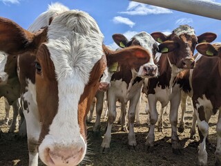 Group of young dairy cows. A group of curious young dairy cows standing close together and looking...